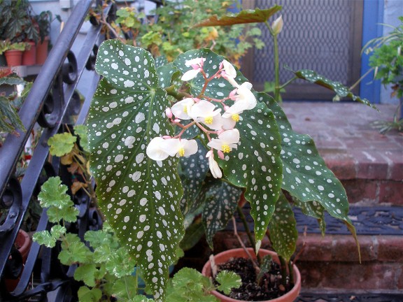 B. ‘Janessa Ma’